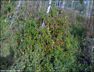 18112017pomodori2.jpg (369.24 KiB) Osservato 869 volte 18112017pomodori2.jpg