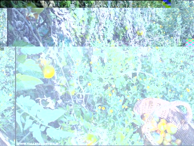 18112017pomodori-calendula.jpg (396.88 KiB) Osservato 869 volte 18112017pomodori-calendula.jpg