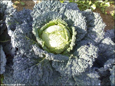 18112017verza.jpg (334.88 KiB) Osservato 865 volte 18112017verza.jpg