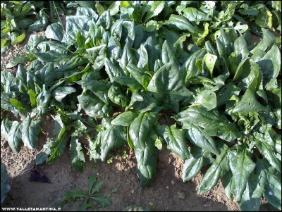 18112017spinaci.jpg (332.79 KiB) Osservato 865 volte 18112017spinaci.jpg