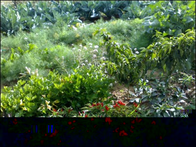 18112017orto.jpg (348.08 KiB) Osservato 865 volte 18112017orto.jpg