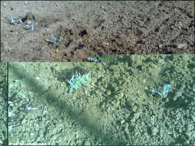 24112017trapianto-carciofi2.jpg (346.04 KiB) Osservato 708 volte 24112017trapianto-carciofi2.jpg