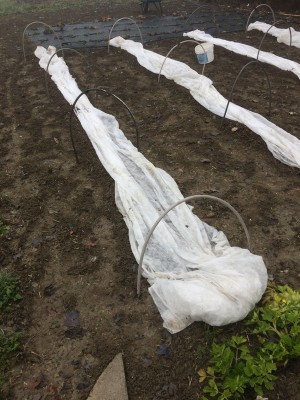 16.01.18 025.JPG (264.66 KiB) Osservato 917 volte 16.01.18 025.JPG