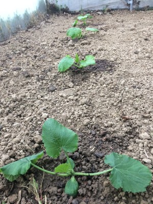 19.03.18 002.JPG (340.87 KiB) Osservato 845 volte 19.03.18 002.JPG