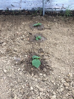 19.03.18 003.JPG (342.97 KiB) Osservato 845 volte 19.03.18 003.JPG