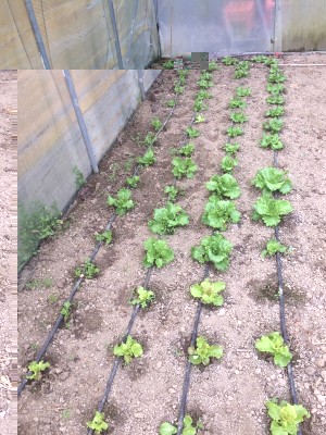 19.03.18 007.JPG (332.32 KiB) Osservato 845 volte 19.03.18 007.JPG