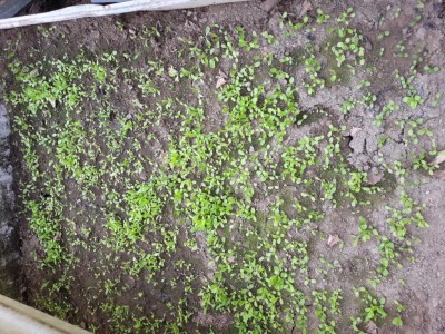 Insalata da taglio / 20180329_150517.jpg 20180329_150517.jpg