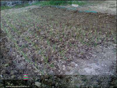 29032018-aglio-cipolle.jpg (290.02 KiB) Osservato 803 volte 29032018-aglio-cipolle.jpg