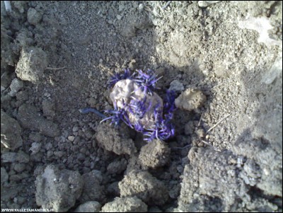 29032018patate-viola.jpg (273.3 KiB) Osservato 803 volte 29032018patate-viola.jpg