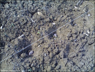 29032018semina-patate.jpg (324.94 KiB) Osservato 803 volte 29032018semina-patate.jpg