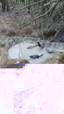 Laghetto naturale / IMG-20180319-WA0016.jpeg IMG-20180319-WA0016.jpeg