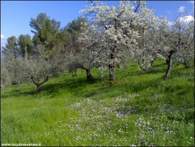 13042018ciliegio-margherite.jpg (283.63 KiB) Osservato 711 volte 13042018ciliegio-margherite.jpg