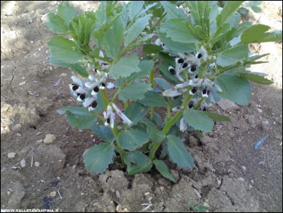 13042018fiori-fave.jpg (233.13 KiB) Osservato 711 volte 13042018fiori-fave.jpg
