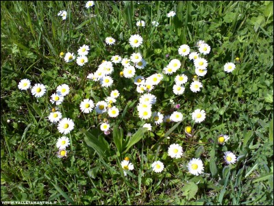 06042018margherite.jpg (367.58 KiB) Osservato 706 volte 06042018margherite.jpg