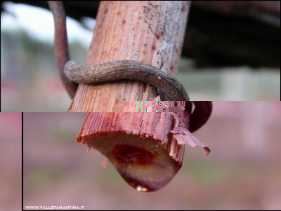 2012-lacrime-vigna-2.jpg (123.24 KiB) Osservato 704 volte 2012-lacrime-vigna-2.jpg