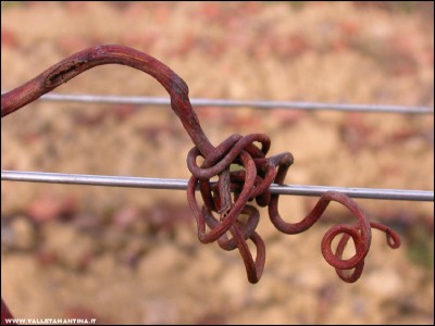 2011-abbracci-vite.jpg (128.18 KiB) Osservato 700 volte 2011-abbracci-vite.jpg