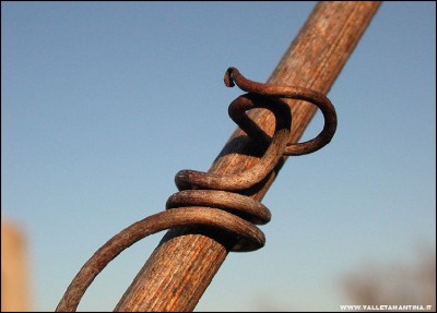 2011-abbracci-vite-2.jpg (132.14 KiB) Osservato 700 volte 2011-abbracci-vite-2.jpg