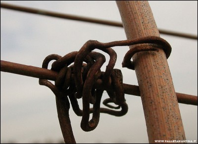 2011-abbracci-vite-3.jpg (125.28 KiB) Osservato 700 volte 2011-abbracci-vite-3.jpg