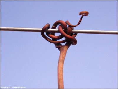 2011-abbracci-vite-6.jpg (98.23 KiB) Osservato 699 volte 2011-abbracci-vite-6.jpg