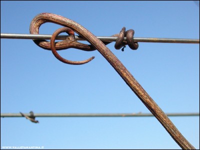 2011-abbracci-vite-8.jpg (121.31 KiB) Osservato 699 volte 2011-abbracci-vite-8.jpg