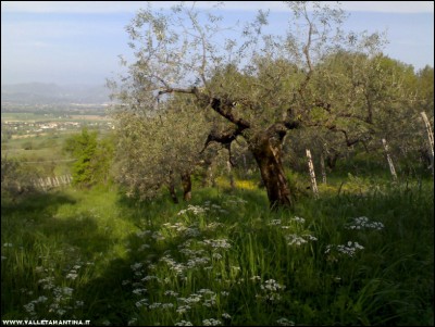 23042018olivi.jpg (217.11 KiB) Osservato 1076 volte 23042018olivi.jpg