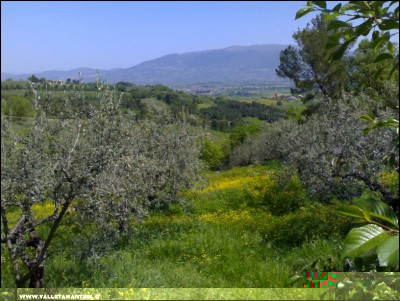 25042018olivi.jpg (253.96 KiB) Osservato 1076 volte 25042018olivi.jpg
