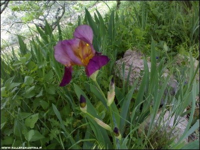 01052018giuggiolo.jpg (235.65 KiB) Osservato 1075 volte 01052018giuggiolo.jpg