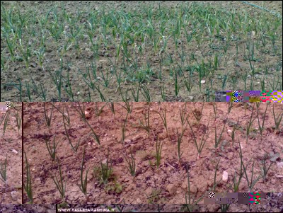 28042018cipolle-aglio.jpg (340.2 KiB) Osservato 1075 volte 28042018cipolle-aglio.jpg