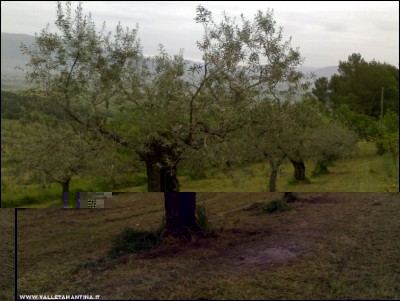 07052018olivi.jpg (190.88 KiB) Osservato 627 volte 07052018olivi.jpg