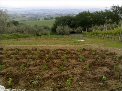 12052018pomodori.jpg (220.99 KiB) Osservato 781 volte 12052018pomodori.jpg