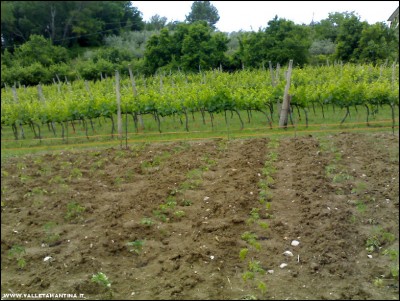 23052018pomodori-vigna.jpg (261.66 KiB) Osservato 611 volte 23052018pomodori-vigna.jpg