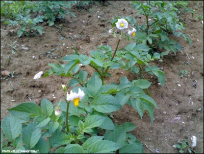 22052018fiori-patate.jpg (153.28 KiB) Osservato 609 volte 22052018fiori-patate.jpg