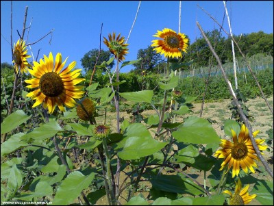 14072018girasoli-rossi.jpg