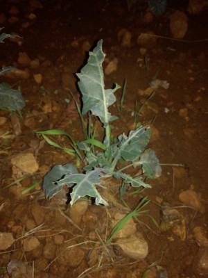 Salve gente che parassita si mangia i le foglie come posso intervenire naturalmente? / 15334936821381483493534.jpg 15334936821381483493534.jpg