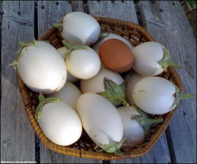 09082018melanz-white-eggs.jpg