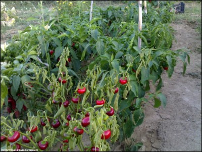 28082018peppers-problema.jpg