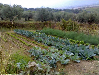 24092018orto-invernale.jpg (199.31 KiB) Osservato 530 volte 24092018orto-invernale.jpg