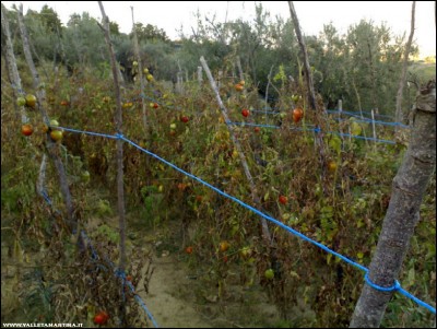 30092018pomodori.jpg (204.07 KiB) Osservato 525 volte 30092018pomodori.jpg