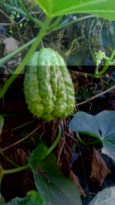 P_20181026_163318.jpg (90.97 KiB) Osservato 783 volte P_20181026_163318.jpg