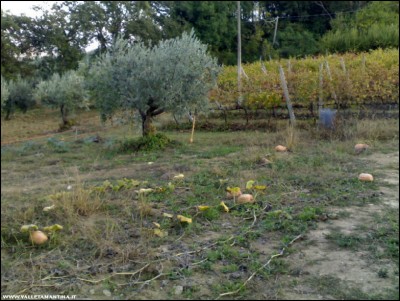 12102018zucche.jpg (200.45 KiB) Osservato 507 volte 12102018zucche.jpg