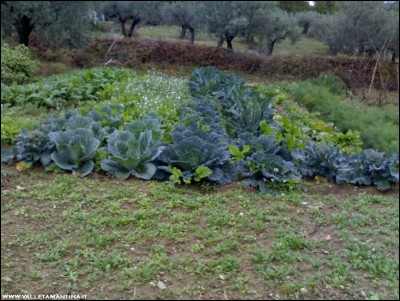 02112018orto-panoramica3.jpg (208.01 KiB) Osservato 675 volte 02112018orto-panoramica3.jpg