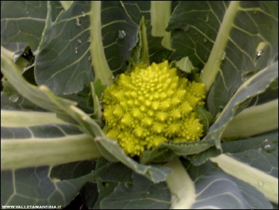 0211201broccolo-romanesco.jpg (126.88 KiB) Osservato 673 volte 0211201broccolo-romanesco.jpg