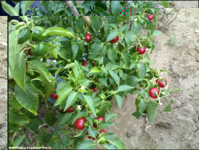 02112018peperoncini.jpg (206.51 KiB) Osservato 673 volte 02112018peperoncini.jpg