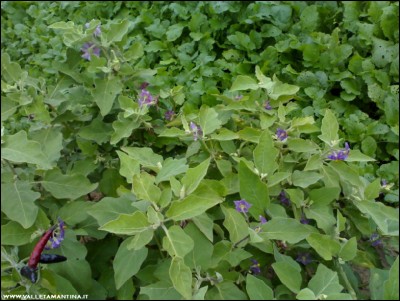 02112018fiori-melanzane.jpg (185.61 KiB) Osservato 671 volte 02112018fiori-melanzane.jpg