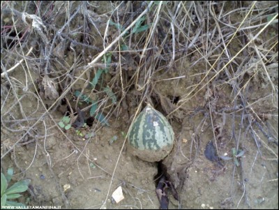 02112018meloncino.jpg (210.27 KiB) Osservato 671 volte 02112018meloncino.jpg