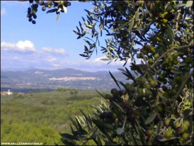 06112018Assisi.jpg (161.66 KiB) Osservato 668 volte 06112018Assisi.jpg