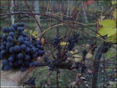 07112018uva-fragola.jpg (184.88 KiB) Osservato 663 volte 07112018uva-fragola.jpg