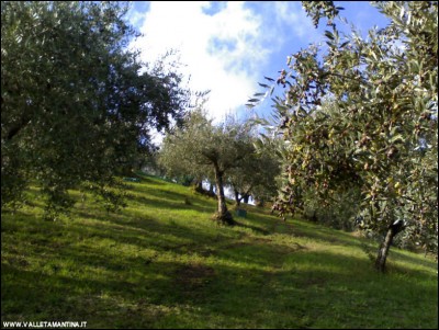 22112018oliveto.jpg (163.25 KiB) Osservato 735 volte 22112018oliveto.jpg