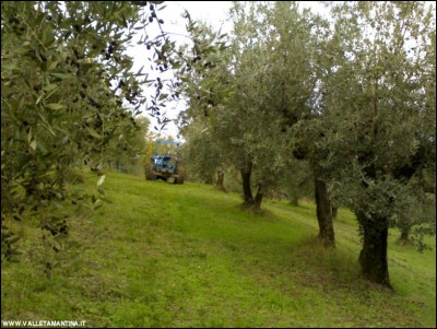 23112018oliveto.jpg (154.66 KiB) Osservato 735 volte 23112018oliveto.jpg