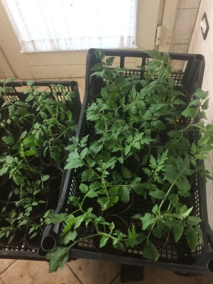 18.02.19 022.JPG (219.17 KiB) Osservato 726 volte 18.02.19 022.JPG